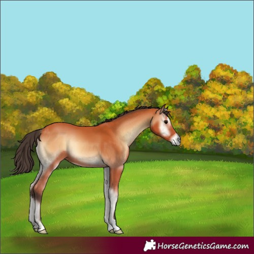 Horse Color:Bay Onyx