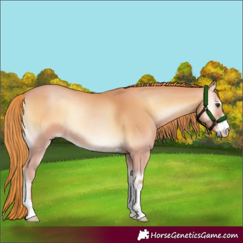 Horse Color:Red Onyx