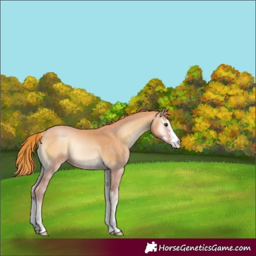 Horse Color:Red Onyx