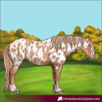 Horse Color:Gold Champagne Appaloosa  and Gold Champagne Appaloosa 