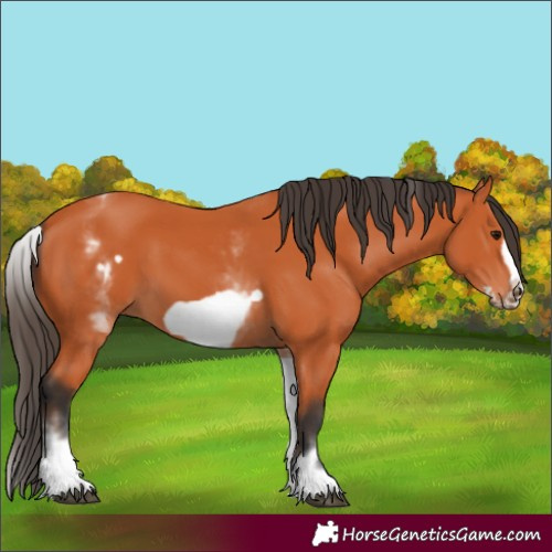 Horse Color:White Spotted Bay Frame 