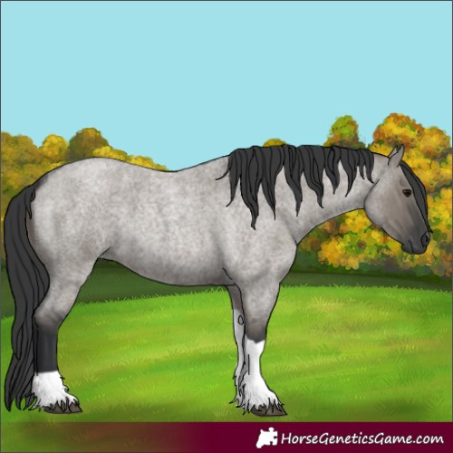 Horse Color:Grullo Roan Tobiano 