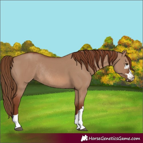 Horse Color:Red Dun Rabicano 