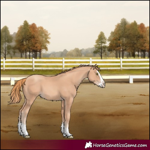 Horse Color:Gold Champagne Splash 