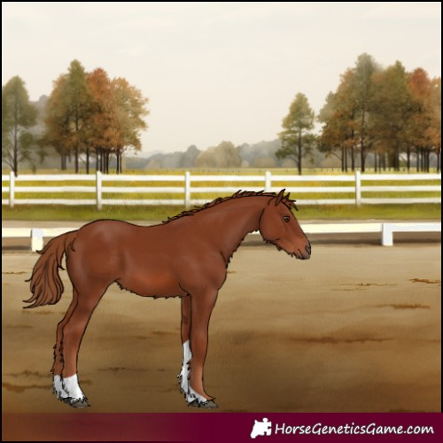 Horse Color:Chestnut Tobiano 