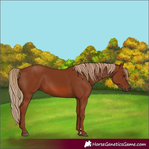 Horse Color:Chestnut 