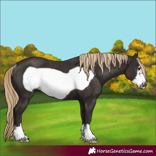 Horse Color:Liver Chestnut Frame Rabicano 