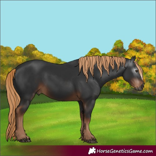 Horse Color:Gray Liver Chestnut Rabicano