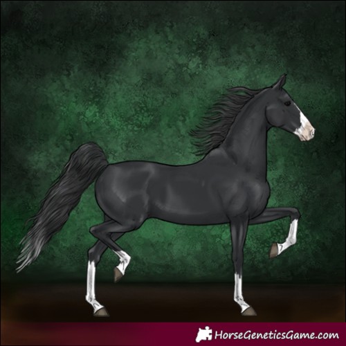 Horse Color:Black Splash 