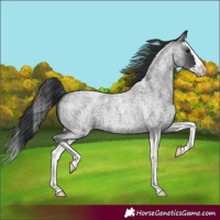 Horse Color:Blue Roan Splash 