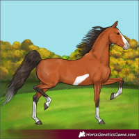 Horse Color:Bay Splash Frame