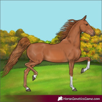 Horse Color:Chestnut Tobiano
