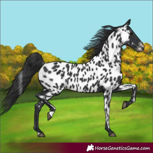 Horse Color:Black Near Leopard 