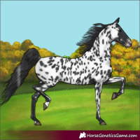 Horse Color:Black Appaloosa