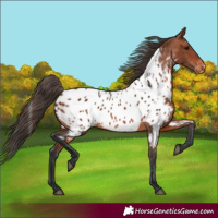 Horse Color:Bay Appaloosa