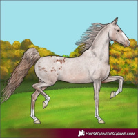 Horse Color:Chestnut Appaloosa 