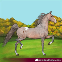 Horse Color:Bay Appaloosa 