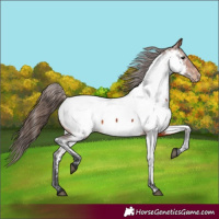 Horse Color:Bay Appaloosa 