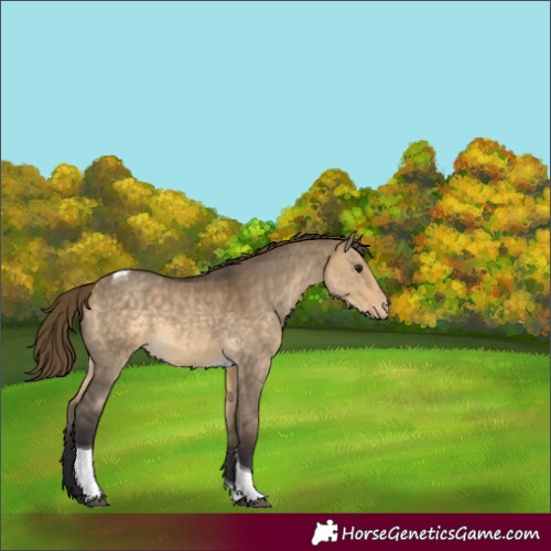 Horse Color:Buckskin Dun Tobiano Varnish 