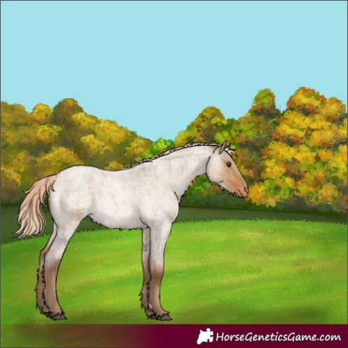 Horse Color:Chocolate Palomino Roan Dun Appaloosa 
