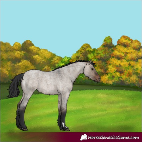Horse Color:Brown Roan Dun 