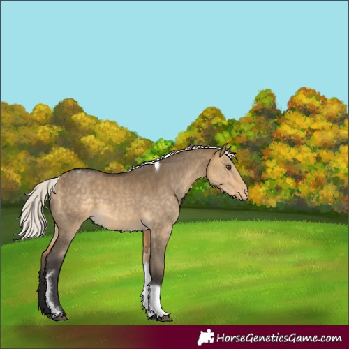 Horse Color:Silver Buckskin Dun Tobiano Varnish 