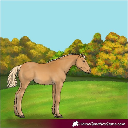 Horse Color:Palomino 