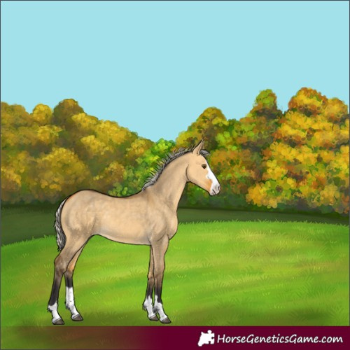 Horse Color:Silver Buckskin Dun 