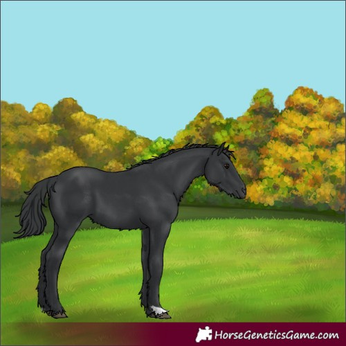 Horse Color:Black 