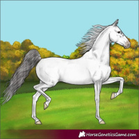 Horse Color:White Spotted Blue Roan Splash Frame Appaloosa 