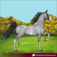 Horse Color:Blue Roan Sabino Splash and Blue Roan Sabino Splash