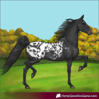 Horse Color:Black Blanket Rabicano 