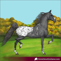 Horse Color:Black Blanket Rabicano 