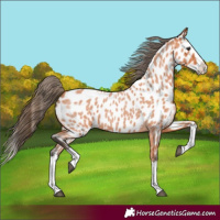 Horse Color:Bay Roan Splash Appaloosa