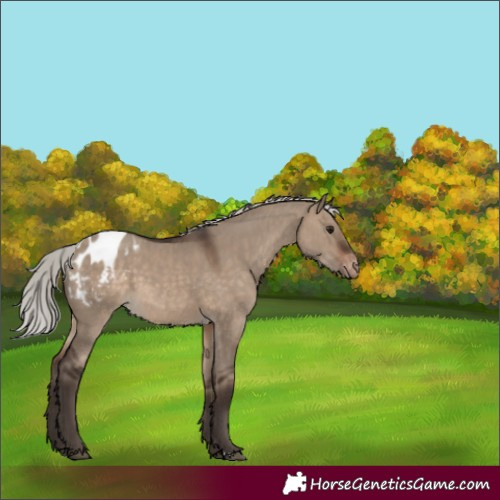 Horse Color:Silver Brown Dun Appaloosa 