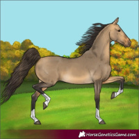 Horse Color:Buckskin Dun Tobiano