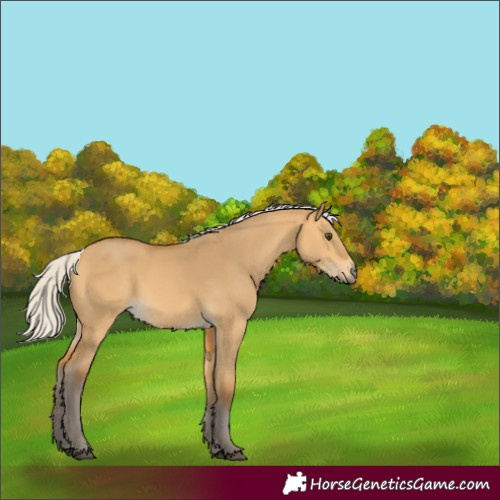 Horse Color:Silver Buckskin Dun 