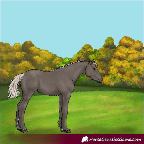 Horse Color:Silver Black 