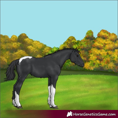 Horse Color:Black Tobiano 
