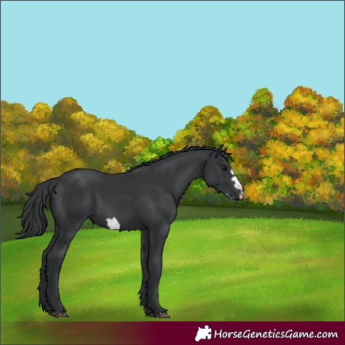 Horse Color:Black Frame 