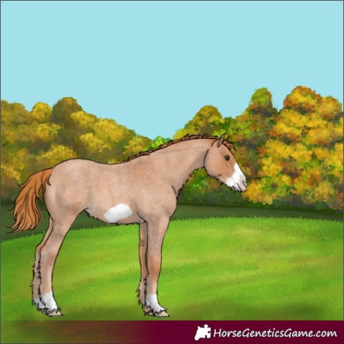 Horse Color:Red Roan Frame 