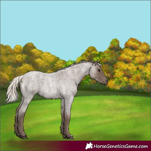 Horse Color:Silver Blue Roan 