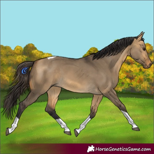 Horse Color:Buckskin Dun Tobiano