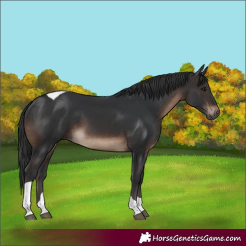 Horse Color:Brown Tobiano 