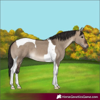 Horse Color:Brown Dun Tobiano 