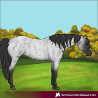 Horse Color:Blue Roan 