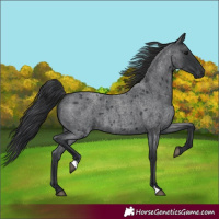 Horse Color:Blue Roan 