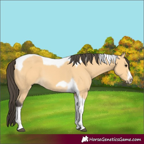 Horse Color:Buckskin Tobiano Frame 
