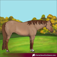 Horse Color:Red Dun 
