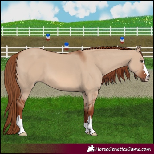 Horse Color:Red Dun 